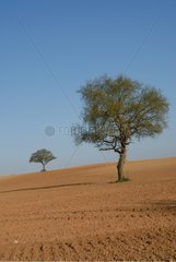 Isolated trees in a cultivated field