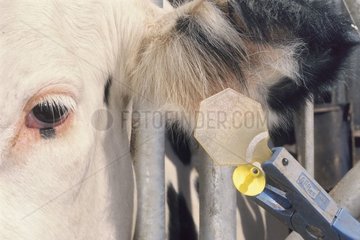 Pose einer Schädlingsschleife auf Holstein Cow Frankreich