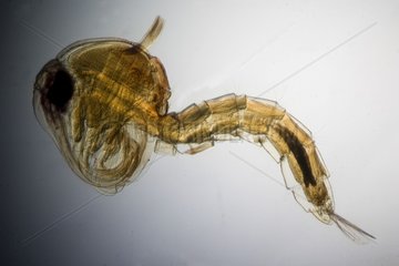 Pupa of Yellow fever mosquito under microscope
