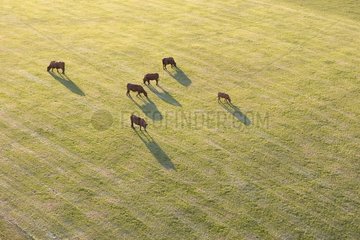 Air shot of a Salers cows herd grazing France