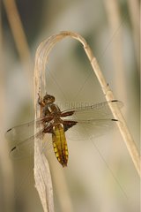 Landing of a Broad-bodied Chaser France