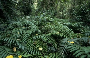 Sous bois d'une forêt tropicale secondaire Malaisie