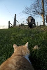 Young red and white Cat spying on a Goat in a meadow France