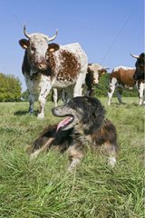 Hund der Herde auf der Wiese mit FÃ¤rsen Ferrandaes