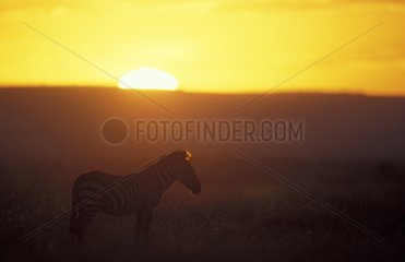Zèbre de Burchell au coucher de soleil Masaï Mara Kenya
