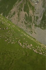 Schafe auf dem Col du Lautaret Massif des Ecrins im Sommer