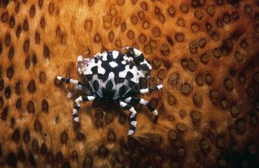 Harlequin Crab on Sea Cucumber Tuamotu French Polynesia