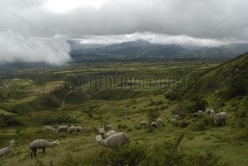 Alpakasherde in einem Meadow Morochos Valley Ecuador