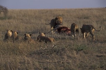Lion dominant un groupe en tirant sur une proie Tanzanie
