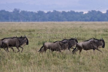 Annual Blue Wildebeests migration Masai Mara Kenya