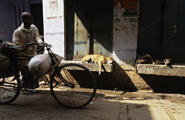 Hunde in Ruhe an einer niedrigen Mauer und Mann  der an Indien vorbeikommt