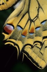 Details eines Schmetterlingsflügels