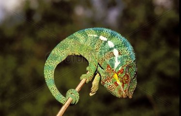 Chameleon resting on a branch Island of the Réunion