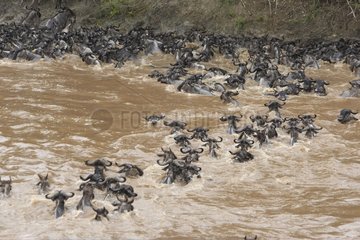 Migrating Wildebeests crossing the Mara river Kenya