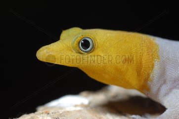 Barbour's Least Gecko Cuba