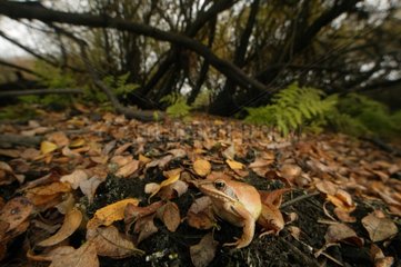 Agile frog in dead leaves