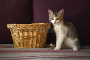Kätzchen sitzt neben einem Korb in einem Haus