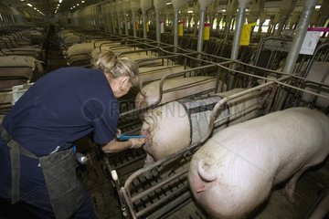 Artificial insemination of a sow Mirabel Canada