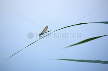 Damselfly on leaf at the edge of Adour river France