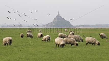 Sheep Meadow-salted in the Bay of Mont Saint-Michel