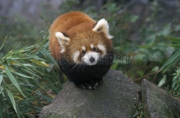 Kleiner Panda auf einem Felsen sitzend