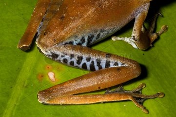 Amapa Treefrog auf einem Blatt French Guayana