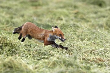 Red fox running in a meadow UK