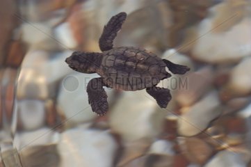 Junge Caouanne Turtle mit Cirali Türkiye -Schlüpfen