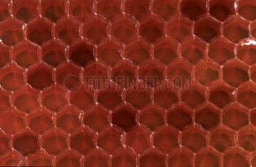 Cells filled with honey Bretagne France