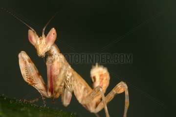 Young Mantid at steal on a breeding