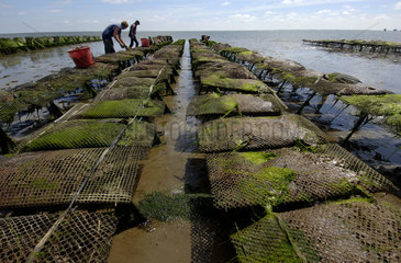 Sylt  oyster beds