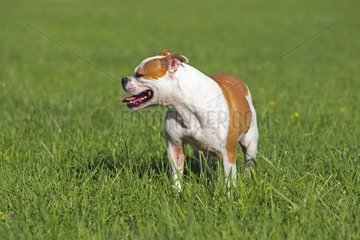 English Bulldog in the grass - France