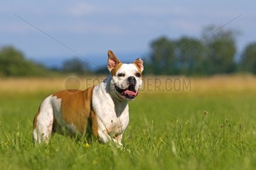 English Bulldog in the grass - France