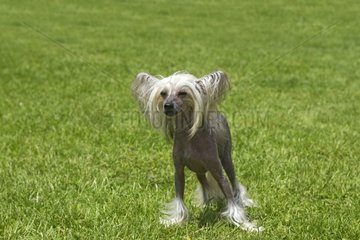 Chinese crested dog in the grass - France
