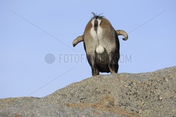 Male Spanish ibex on a rock Sierra de Gredos Spain