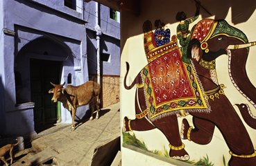 Heilige Kuh in den StraÃŸen von Bundi Rajasthan India