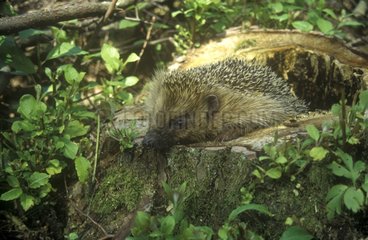 Hedgehog in a stump Forest of Compiegne France