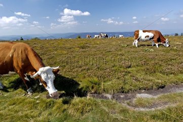 Kühe sind gleichzeitig auf dem Stroh des Rasenes der Faing