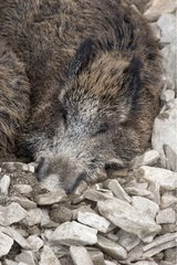 Wild Boar sleeping on rocks