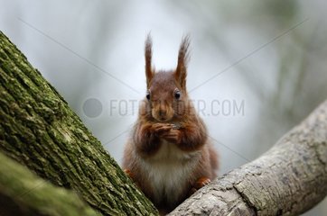 Eurasische rote Eichhörnchen in Beobachtung Frankreich