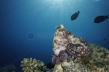Indo-Pazifik-Tag Oktopus ruhen nach Hunt Bali