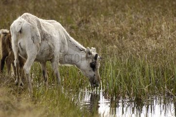 Dominant female Caribou grazing on a riverbank North Cape