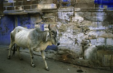 Heilige Kuh in den StraÃŸen von Jodhpur Rajasthan India