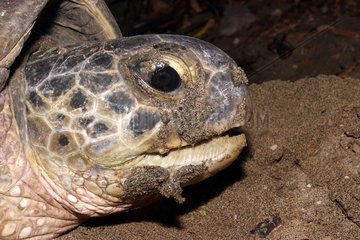 Grüne Schildkröte Mayotte Comoros