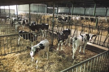 Veaux Prim'Holstein en cases multiples