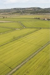 Cereal fields at Grand Mandirac in Aude France