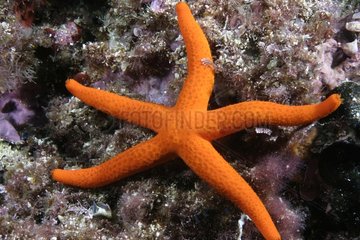Smooth starfish Mediterranean Sea