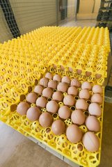 Eiereinstellung auf Tablett in einer industriellen Zucht