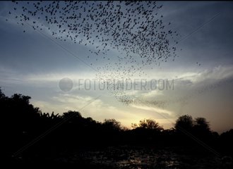 Bats flying out the Khao Chong Pran cave Thailand