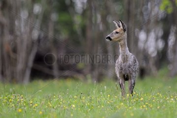 Roe in the coat moult foraging in a meadow France